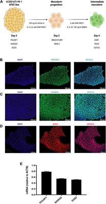 Optimizing Nodal, Wnt and BMP signaling pathways for robust and efficient differentiation of human induced pluripotent stem cells to intermediate mesoderm cells